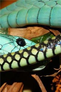 Mamba Snake Notebook