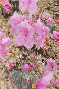 2019 Daily Planner Early Spring Pink Flowers 384 Pages