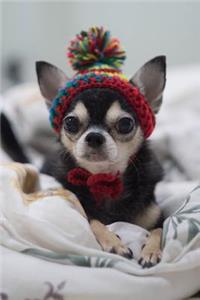 Chihuahua Notebook