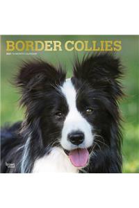 Border Collies 2021 Square Foil