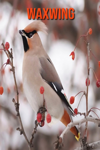 Waxwing