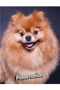 Pomeranian