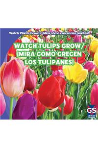 Watch Tulips Grow / ¡Mira Cómo Crecen Los Tulipanes!
