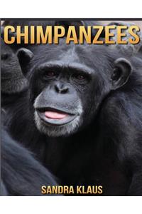 Chimpanzees