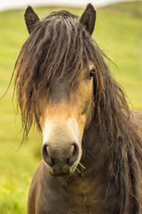 Exmoor Pony Horse Journal: 150 Page Lined Notebook/Diary