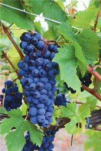 Grapes in a Vineyard Journal: 150 Page Lined Notebook/Diary