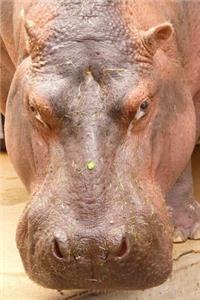 Irritated Hippo Portrait African Animal Journal