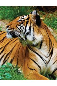Tiger Blank Sketchbook