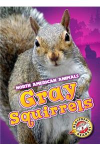 Gray Squirrels