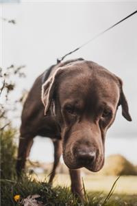 Labrador Retriever Dog Pup Puppy Doggie Notebook Bullet Journal Diary Composition Book Notepad - Sniff the Lawn