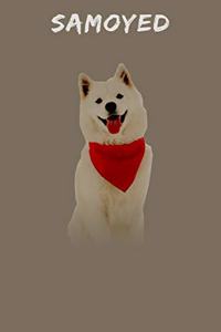 Samoyed