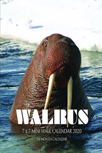 Walrus 7 x 7 Mini Wall Calendar 2020