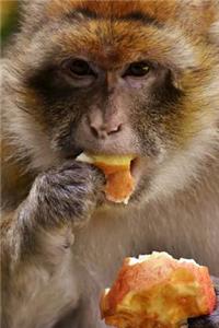 Barbary Macaque Agrees That Apples Taste Good Journal