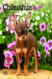 Chihuahua Puppies 2023 Mini 7x7