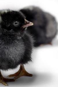 Chicks Notebook