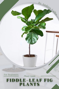 Fiddle-leaf Fig Plants