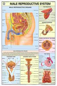 Teachingnest | Reproductive System (Male) Chart 70X100 Cm | English | Human Physiology Chart | Synthetic | Wall Sticking