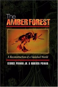 The Amber Forest