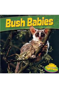 Bush Babies