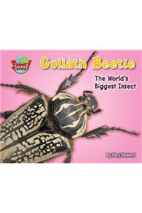 Goliath Beetle