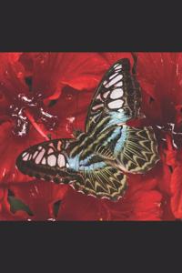 Schmetterling