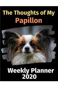 The Thoughts of My Papillon