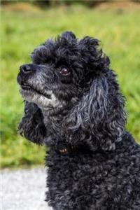Poodle Journal