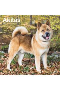 Akitas 2020 Square