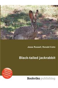 Black-Tailed Jackrabbit