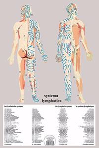 Systema Lymphatica -- A2