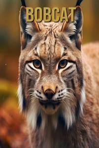 Bobcat