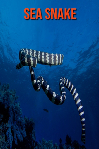 Sea Snake