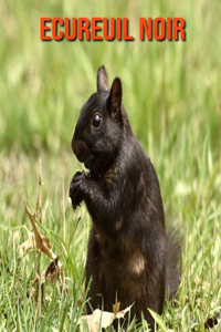 Ecureuil Noir
