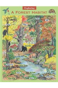 Exploring a Forest Habitat