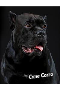 Cane Corso