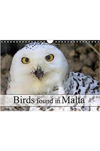 Birds Found in Malta 2017
