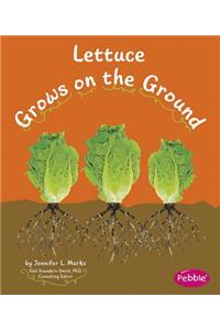 Lettuce Grows on the Ground