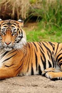 MindBlowing Cute Big Cats Journal 4