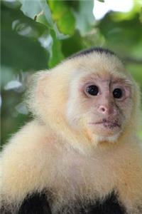 White-Faced Capuchin Monkey Journal