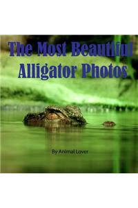 The Most Beautiful Alligator Photos