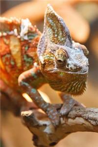 A Cool Chameleon (Chamaeleon)Lizard Journal