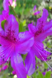 Purple Flowers Springtime Journal
