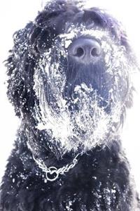Black Russian Terrier with a Beard Full of Snow Journal