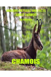 Chamois: Amazing Pictures and Facts about Chamois