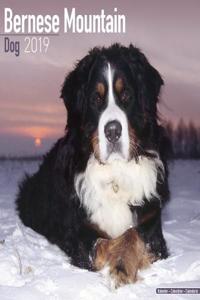 Bernese Mountain Dog Calendar 2019