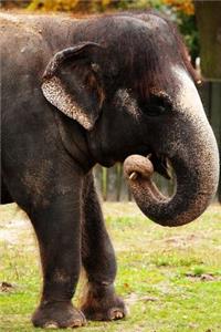 The Asian Elephant Journal