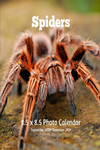 Spiders 8.5 X 8.5 Photo Calendar September 2020 -December 2021