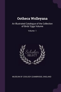 Ootheca Wolleyana