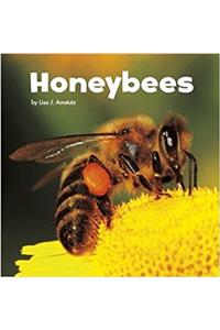 Little Creatures Pack B of 4