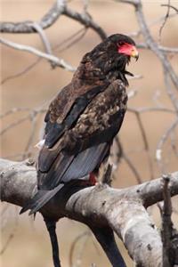 The Bateleur Eagle Journal